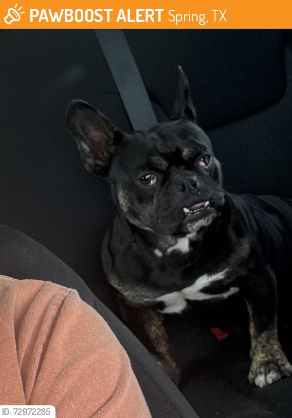 Found/Stray Male Dog last seen Cypresswood Lake Run and Cypresswood Harbor Circle, Spring, TX 77373