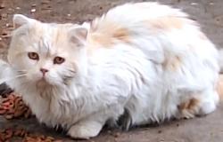 Found/Stray Unknown Cat last seen First Ave and Locust/Monaco Street , Denver, CO 80220