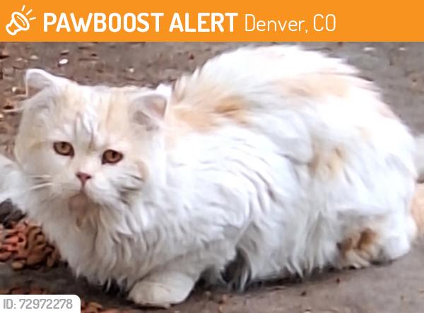 Found/Stray Unknown Cat last seen First Ave and Locust/Monaco Street , Denver, CO 80220