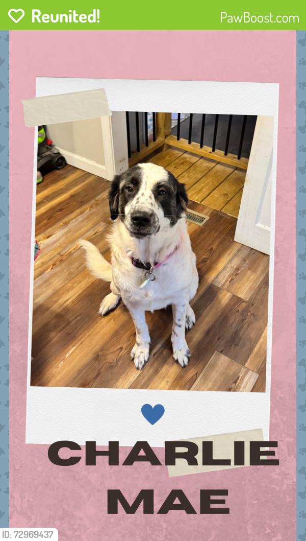 Reunited Female Dog last seen Corner of Cross Road and Ridge Road, Clover, SC 29710