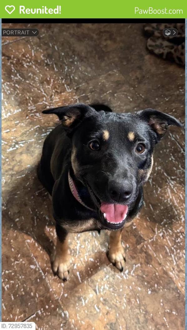 Reunited Female Dog last seen Finley & 397 , Finley, WA 99337
