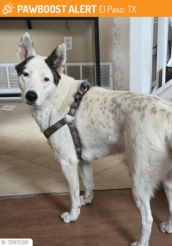 Found/Stray Female Dog last seen Fire station 33, El Paso, TX 79936