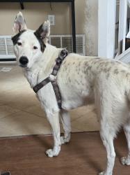 Found/Stray Female Dog last seen Fire station 33, El Paso, TX 79936