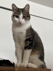 Lost Male Cat last seen Gallery cndmniums on 9th St and 3rd Ave, Kirkland, WA 98033
