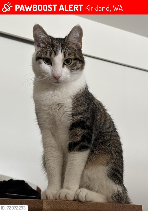 Lost Male Cat last seen Gallery cndmniums on 9th St and 3rd Ave, Kirkland, WA 98033