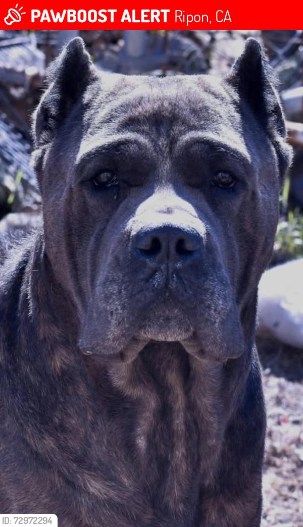 Lost Male Dog last seen French camp, Ripon, CA 95366
