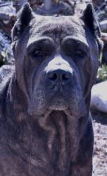 Lost Male Dog last seen French camp, Ripon, CA 95366