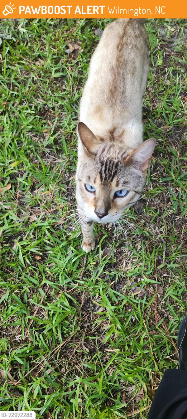 Found/Stray Unknown Cat last seen Snug Harbour and Covil Farm Rd, Wilmington, NC 28405