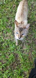 Found/Stray Unknown Cat last seen Snug Harbour and Covil Farm Rd, Wilmington, NC 28405