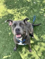 Shelter Stray Female Dog last seen , Chatsworth, CA 91311