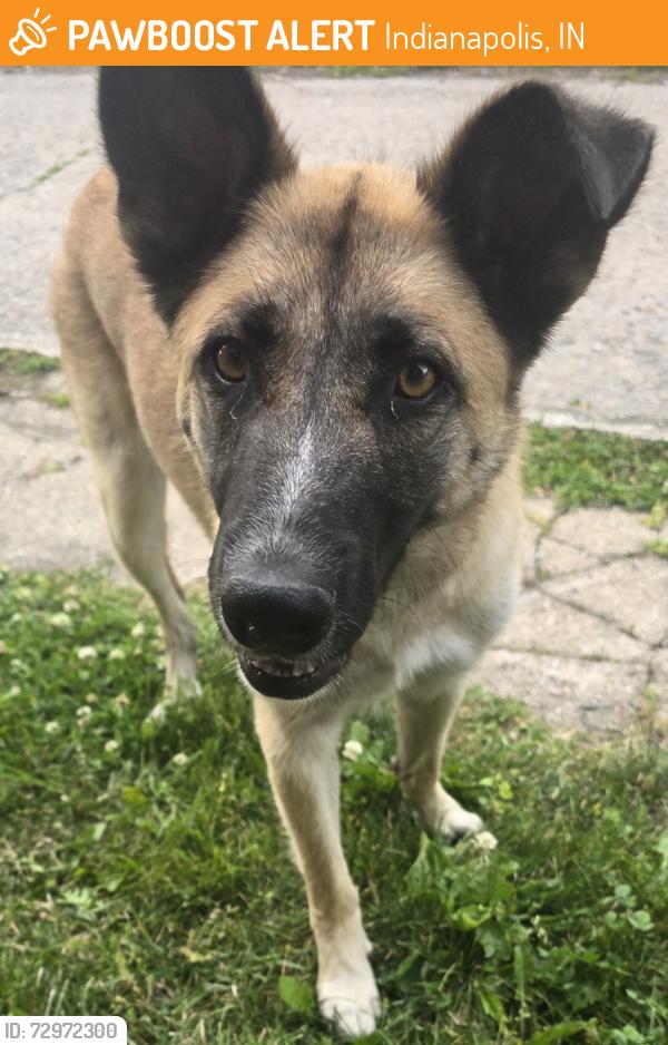 Found/Stray Female Dog last seen Palmer & Meridian , Indianapolis, IN 46225