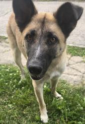 Found/Stray Female Dog last seen Palmer & Meridian , Indianapolis, IN 46225