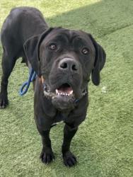 Shelter Stray Female Dog last seen , Chatsworth, CA 91311