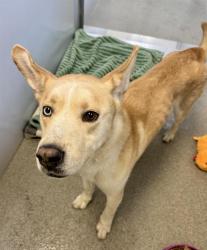 Shelter Stray Male Dog last seen Near BLOCK W 3100 S, WEST VALLEY CITY UT 84120, 4522 W 3500 S, West Valley City, UT 84120, USA