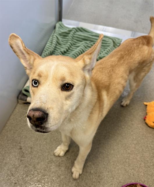 Shelter Stray Male Dog last seen Near BLOCK W 3100 S, WEST VALLEY CITY UT 84120, 4522 W 3500 S, West Valley City, UT 84120, USA