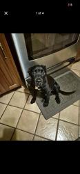 Found/Stray Female Dog last seen Forest Ave, Dayton, OH 45406