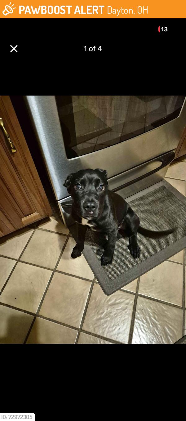 Found/Stray Female Dog last seen Forest Ave, Dayton, OH 45406