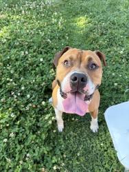 Found/Stray Male Dog last seen Ellerslie Avenue, Baltimore, MD 21218
