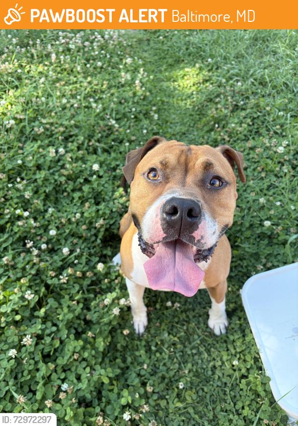 Found/Stray Male Dog last seen Ellerslie Avenue, Baltimore, MD 21218