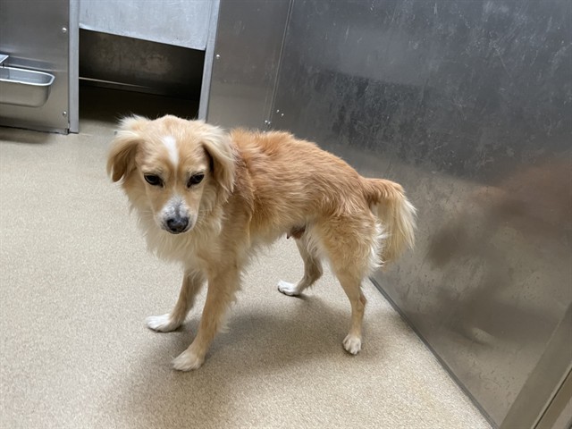 Shelter Stray Male Dog last seen , Lake Los Angeles, CA 93550