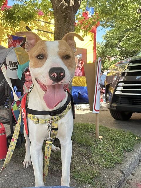 Shelter Stray Male Dog last seen Near BLOCK HEAFER RD, 3528 Newburg Rd, Louisville, KY 40218, USA