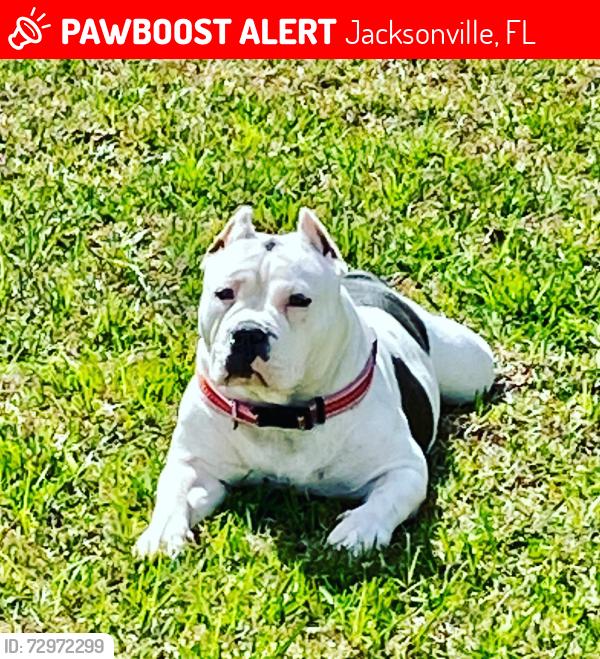 Lost Female Dog last seen Collins road , Jacksonville, FL 32244