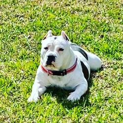 Lost Female Dog last seen Collins road , Jacksonville, FL 32244