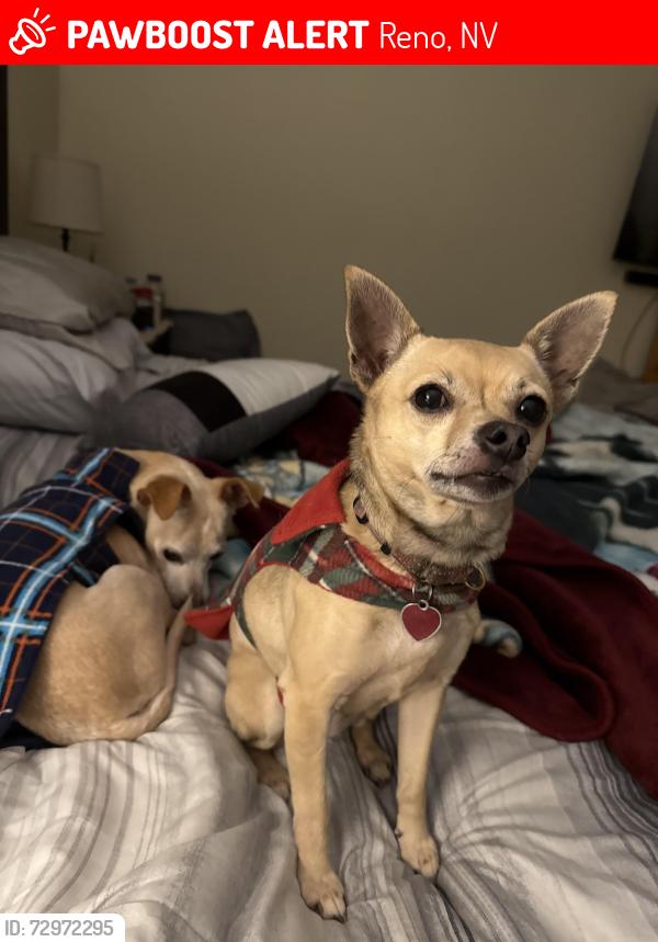 Lost Female Dog last seen Stoker Ave , Reno, NV 89503