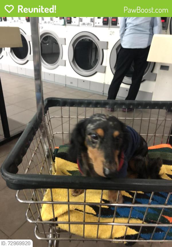 Reunited Male Dog last seen Near Towerwood Dr, Conroe, TX 77306, USA, Conroe, TX 77306