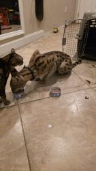 Reunited Male Cat last seen Paar and Port Saint Lucie Blvd, Port St. Lucie, FL 34953