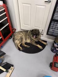 Reunited Unknown Dog last seen Star and Gillespie , Las Vegas, NV 89183