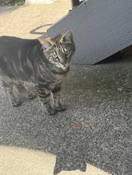 Found/Stray Unknown Cat last seen Commons at Verandas building 16, Hillsboro, OR 97124