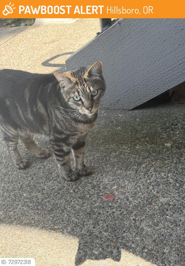 Found/Stray Unknown Cat last seen Commons at Verandas building 16, Hillsboro, OR 97124