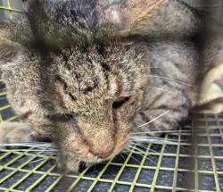 Shelter Stray Male Cat last seen N SAN IGNACIO AVE, 4710 TX-151, San Antonio, TX 78227, USA