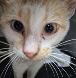 Shelter Stray Male Cat last seen N SAN IGNACIO AVE, 4710 TX-151, San Antonio, TX 78227, USA