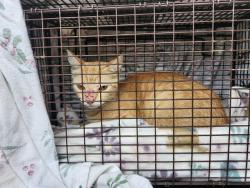 Shelter Stray Female Cat last seen Near BLOCK HEIMER RD, 4710 TX-151, San Antonio, TX 78227, USA