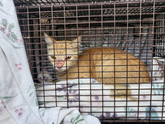 Shelter Stray Female Cat last seen Near BLOCK HEIMER RD, 4710 TX-151, San Antonio, TX 78227, USA