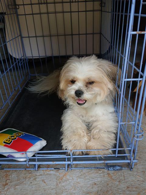 Shelter Stray Male Dog last seen Near BLOCK OSAGE, 4710 TX-151, San Antonio, TX 78227, USA