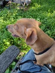 Shelter Stray Female Dog last seen , 4710 TX-151, San Antonio, TX 78227, USA