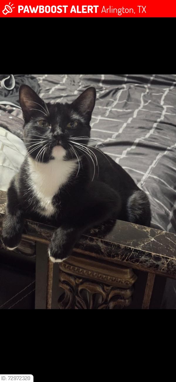 Lost Female Cat last seen sandia dr and faircrest dr, Arlington, TX 76018