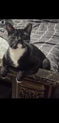 Lost Female Cat last seen sandia dr and faircrest dr, Arlington, TX 76018