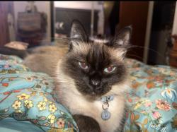 Lost Female Cat last seen Shenandoah elementary , Miami, FL 33145