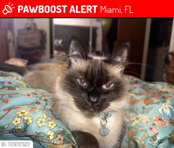 Lost Female Cat last seen Shenandoah elementary , Miami, FL 33145