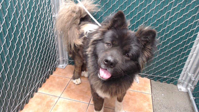 Shelter Stray Male Dog last seen , Downey, CA 90242