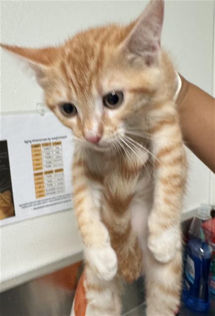 Shelter Stray Female Cat last seen Near BLOCK NORRIS RD, BAKERSFIELD CA 93308, Bakersfield, CA 93308