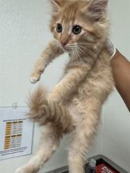 Shelter Stray Female Cat last seen Near BLOCK NORRIS RD, BAKERSFIELD CA 93308, Bakersfield, CA 93308