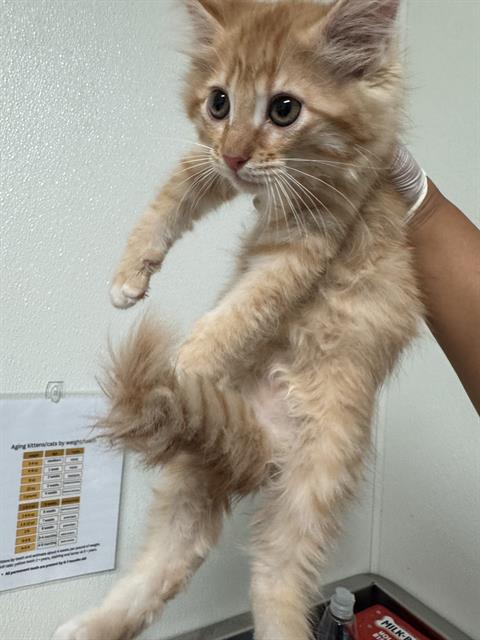 Shelter Stray Female Cat last seen Near BLOCK NORRIS RD, BAKERSFIELD CA 93308, Bakersfield, CA 93308