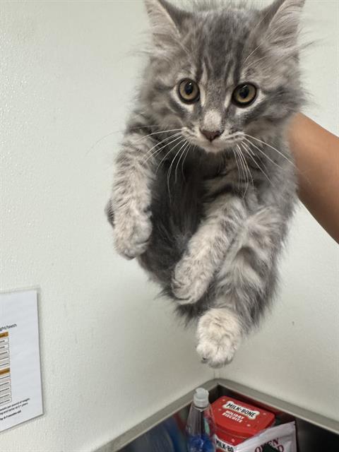 Shelter Stray Female Cat last seen Near BLOCK NORRIS RD, BAKERSFIELD CA 93308, Bakersfield, CA 93308