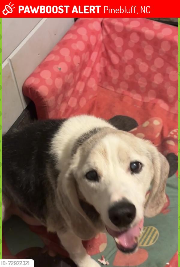 Lost Male Dog last seen Currant St and E New England Ave, Pinebluff, NC 28373