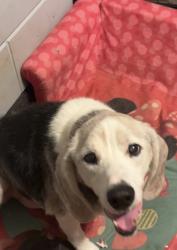 Lost Male Dog last seen Currant St and E New England Ave, Pinebluff, NC 28373